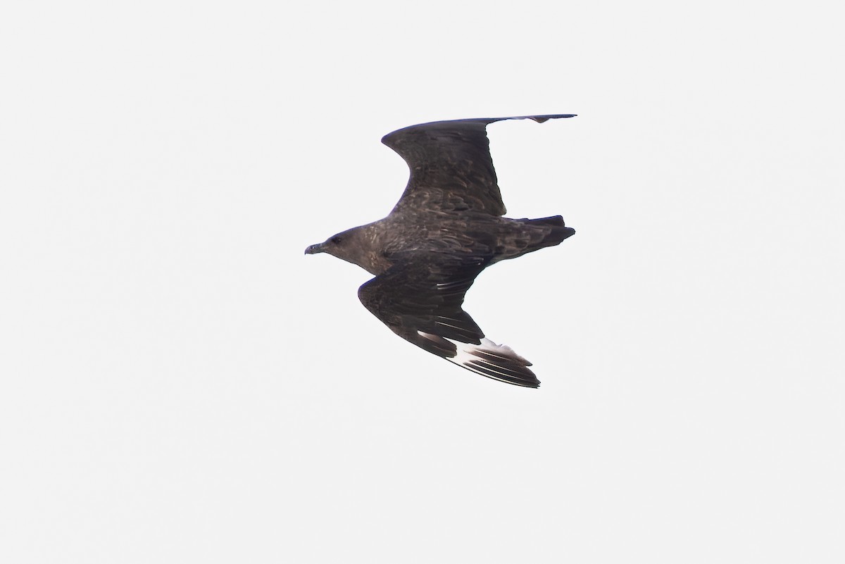 Brown Skua - ML619234157
