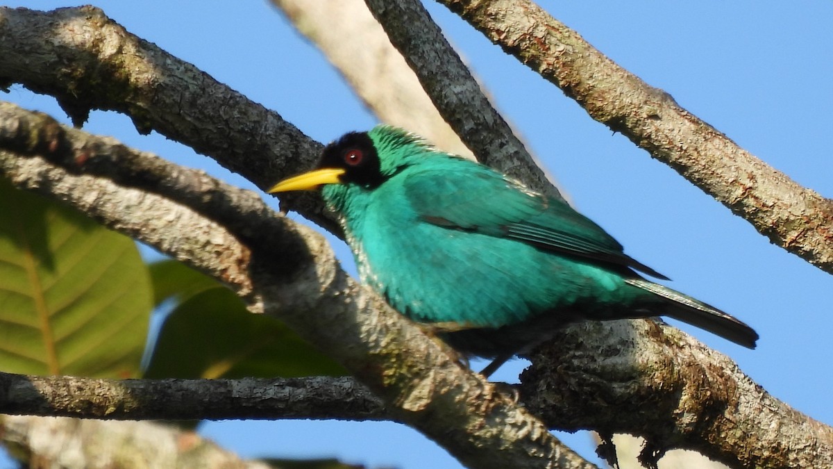 Green Honeycreeper - Karen Evans