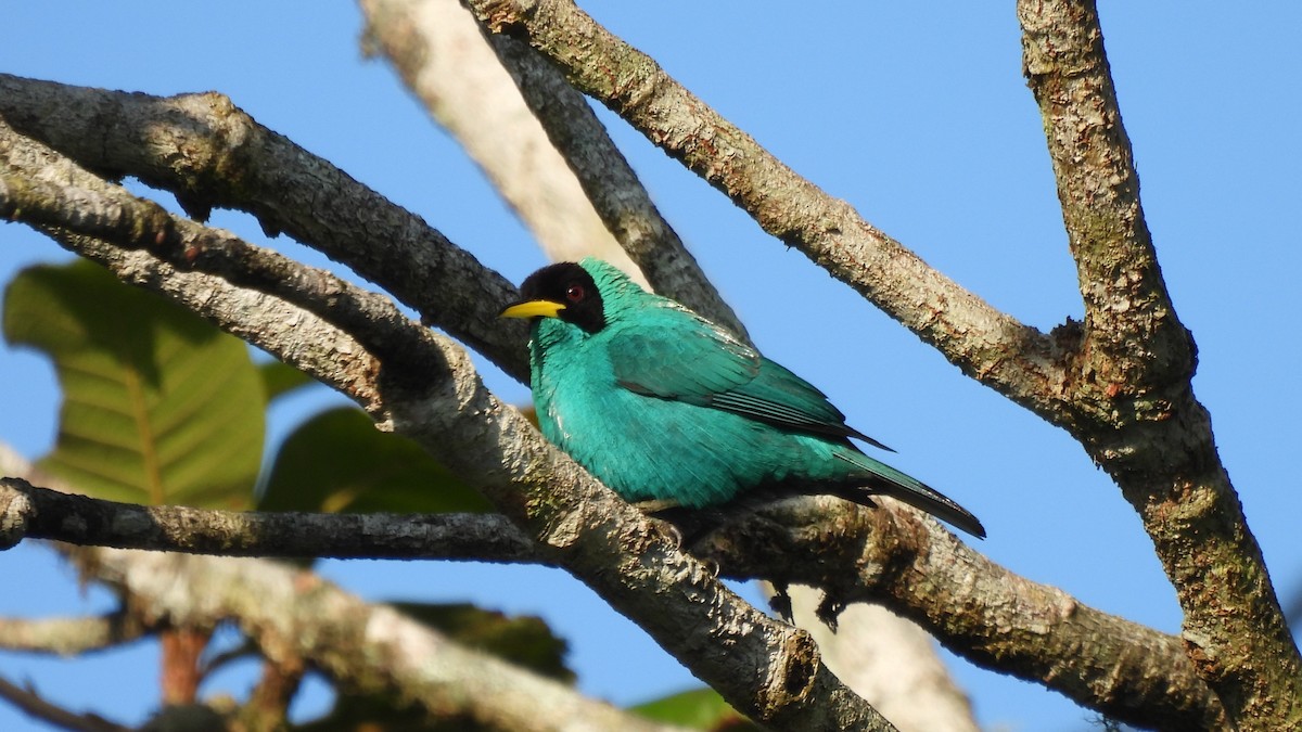 Green Honeycreeper - Karen Evans