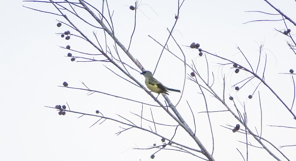 Yellow-winged Tanager - Laura Voight