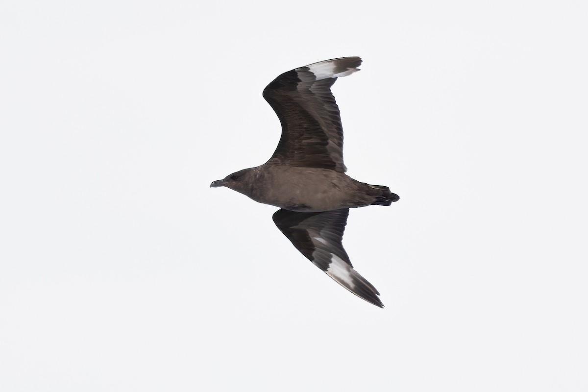 Brown Skua - ML619234170