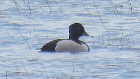Ring-necked Duck - ML619234174