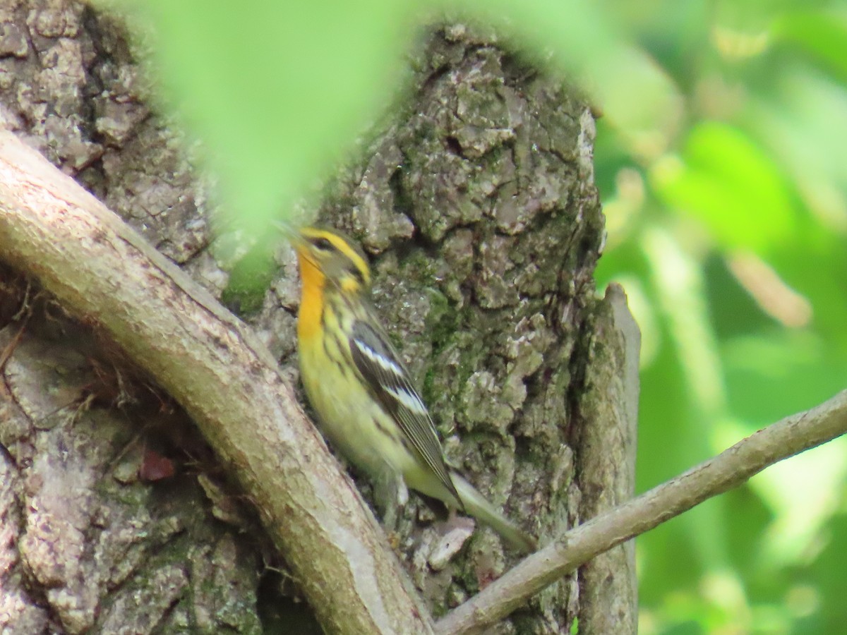 Blackburnian Warbler - Carl Huffman