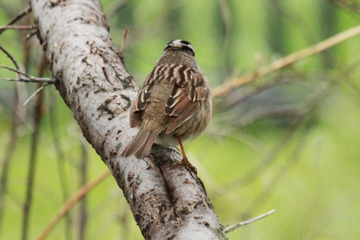 White-crowned Sparrow (Gambel's) - Geoffrey Urwin