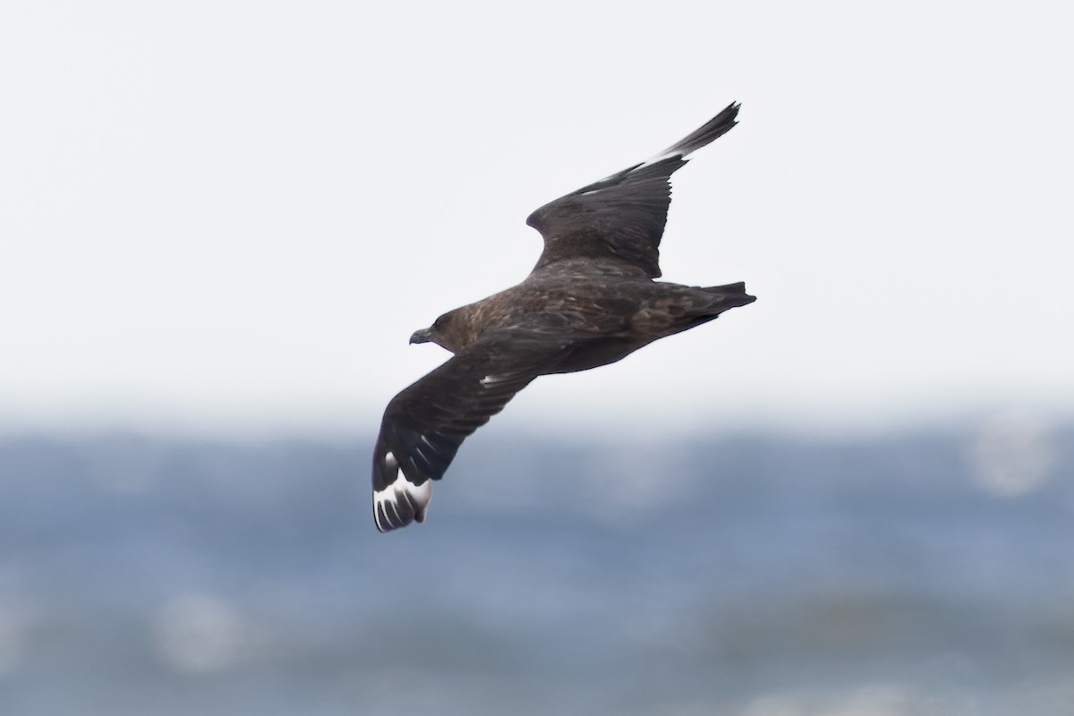 Brown Skua - ML619234183
