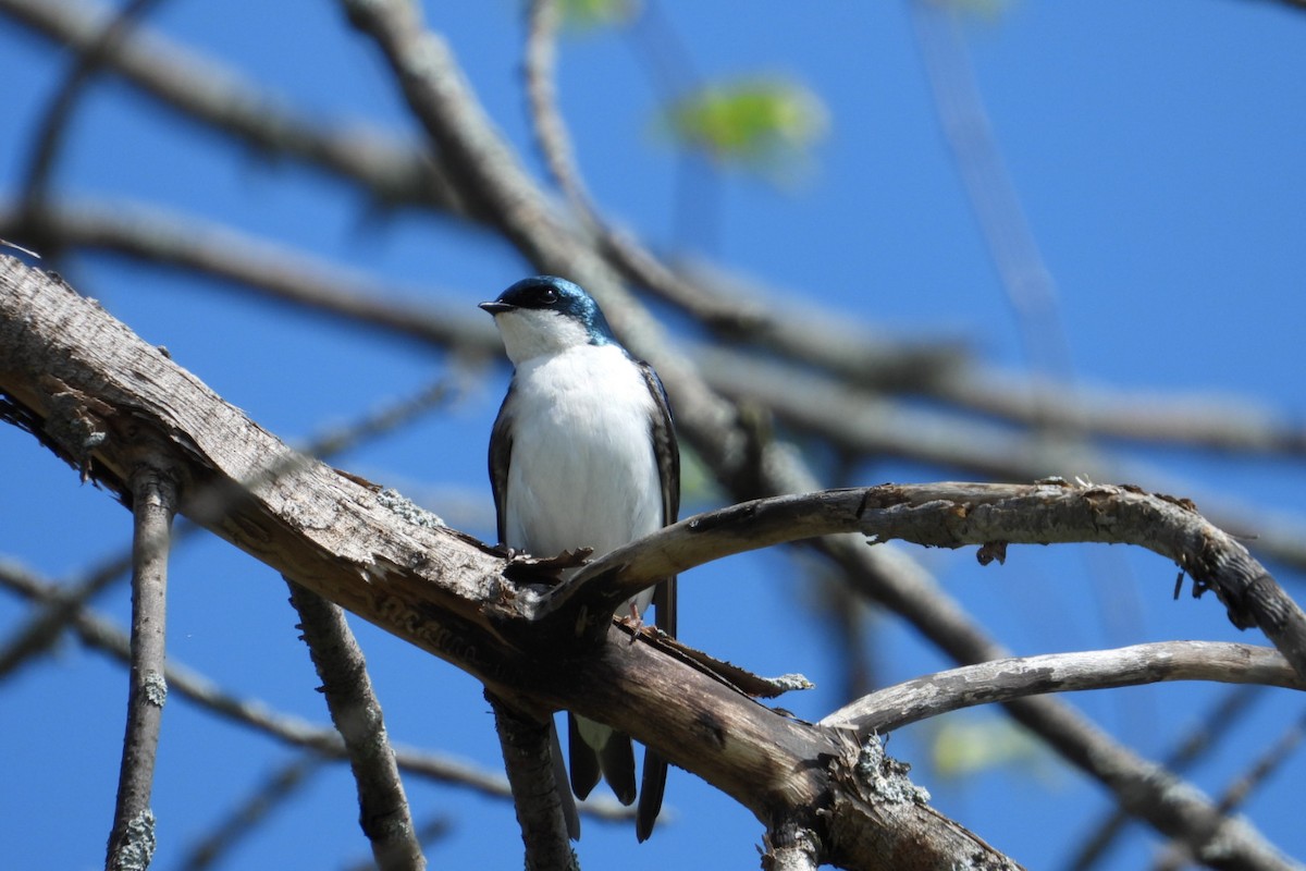 Tree Swallow - ML619234194