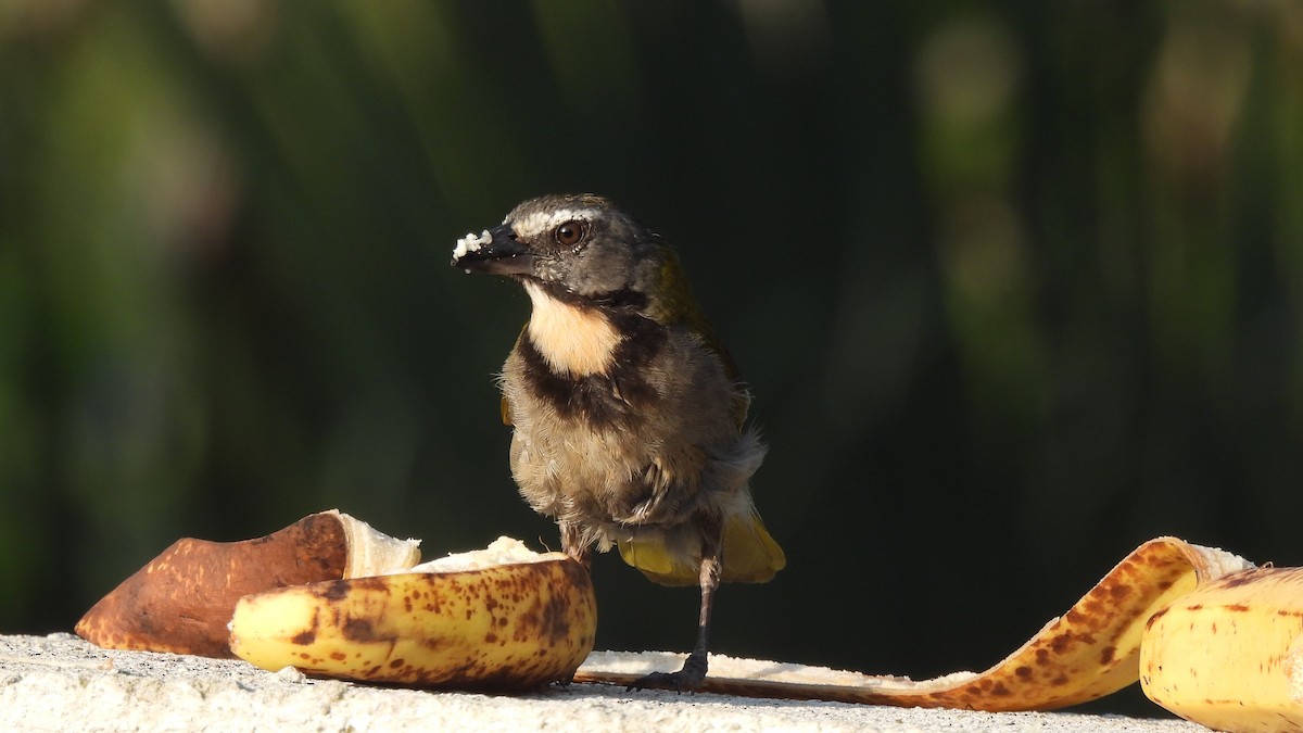 Buff-throated Saltator - Karen Evans