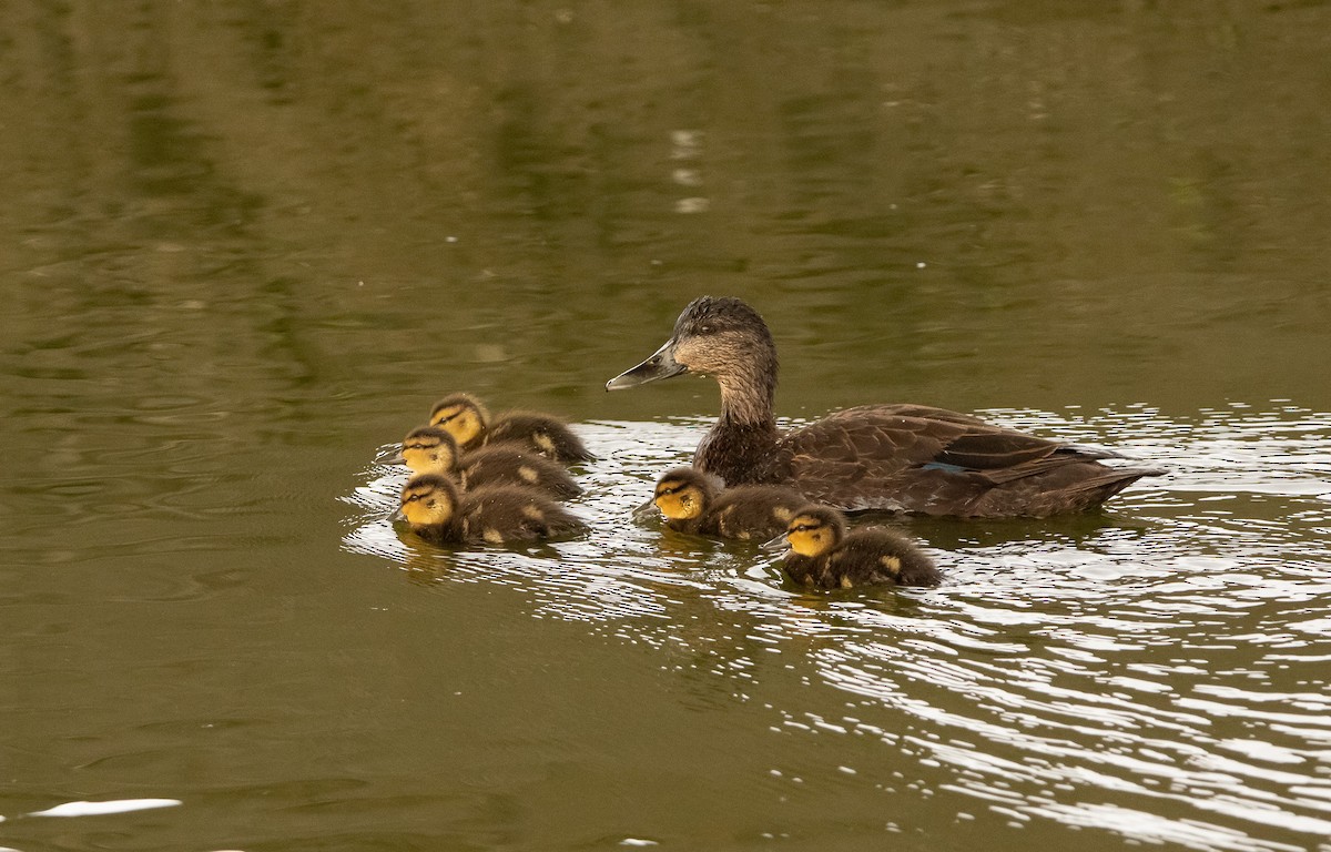 American Black Duck - Keith Leonard