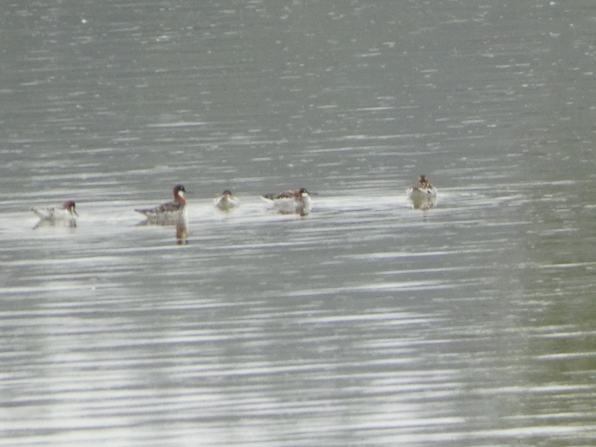 Red-necked Phalarope - ML619234219