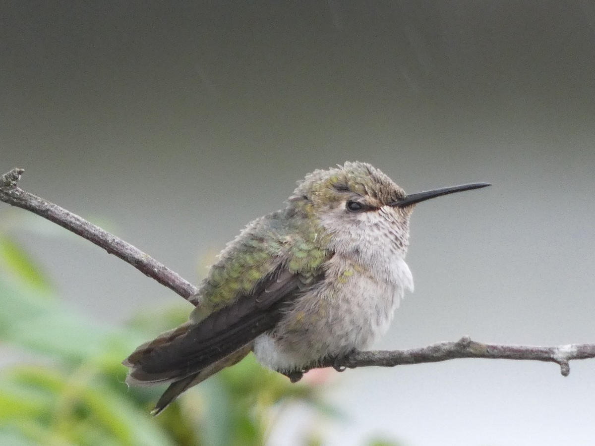 Anna's Hummingbird - ML619234238