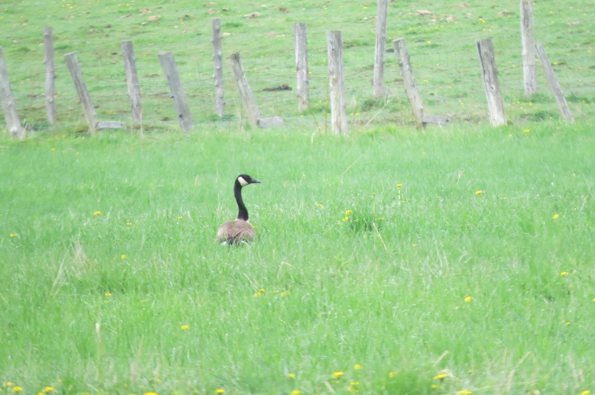 Kanadagans - ML619234254