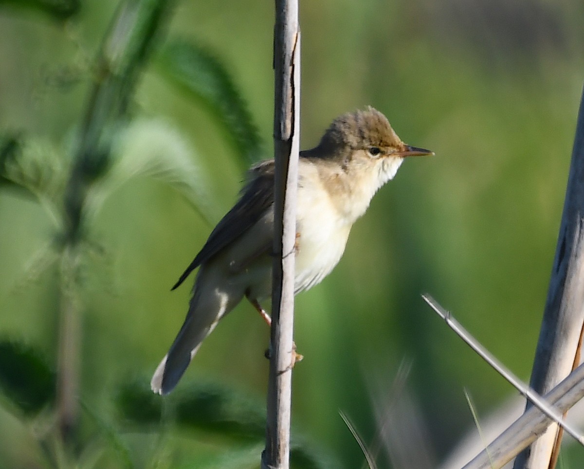 Common Reed Warbler - Василий Калиниченко