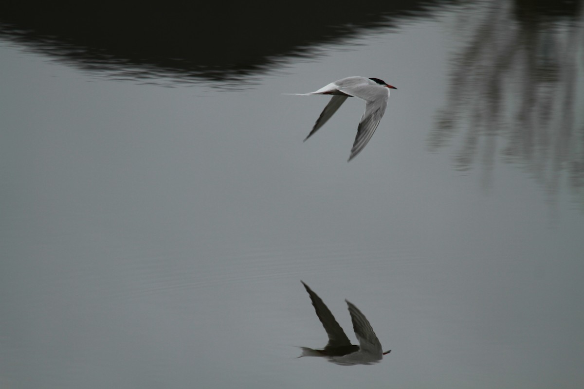 Common Tern - Geoffrey Urwin