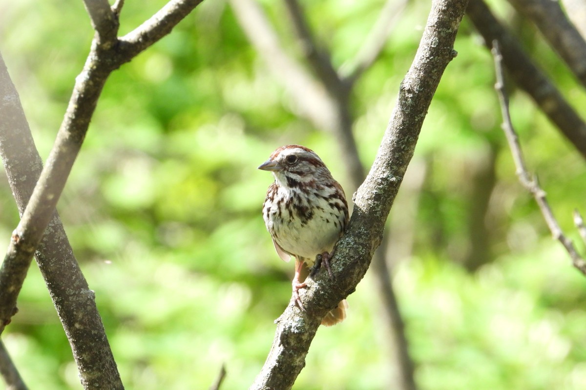 Song Sparrow - ML619234272