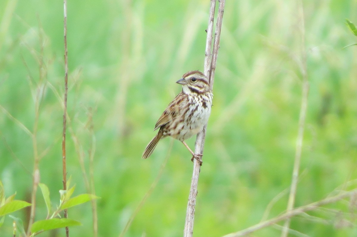 Song Sparrow - ML619234276