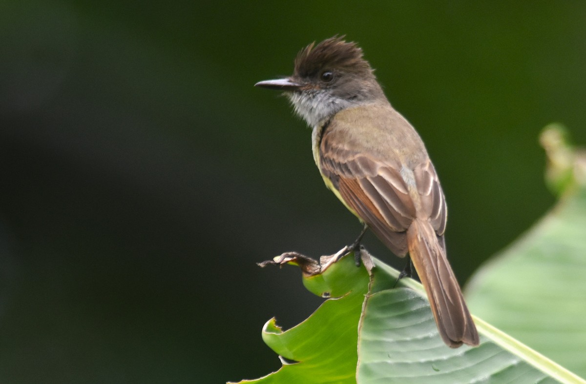 Dusky-capped Flycatcher - Rodolfo Dodero