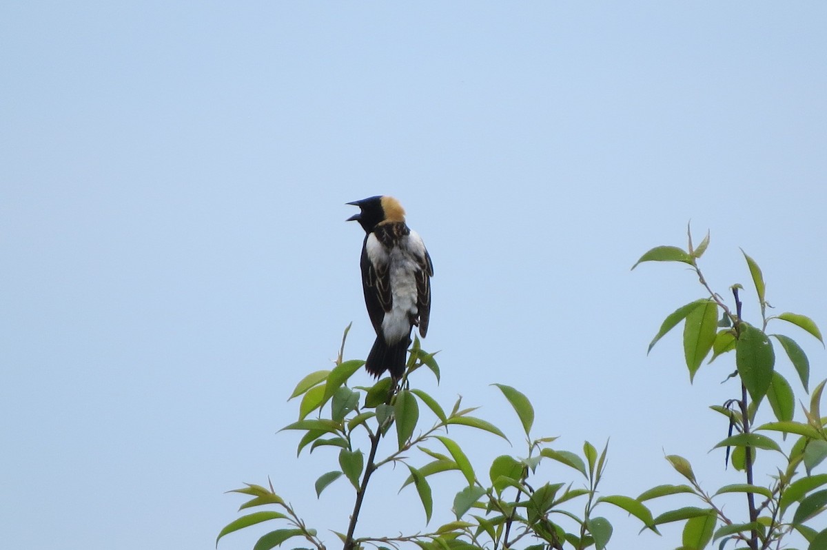 Bobolink - ML619234288