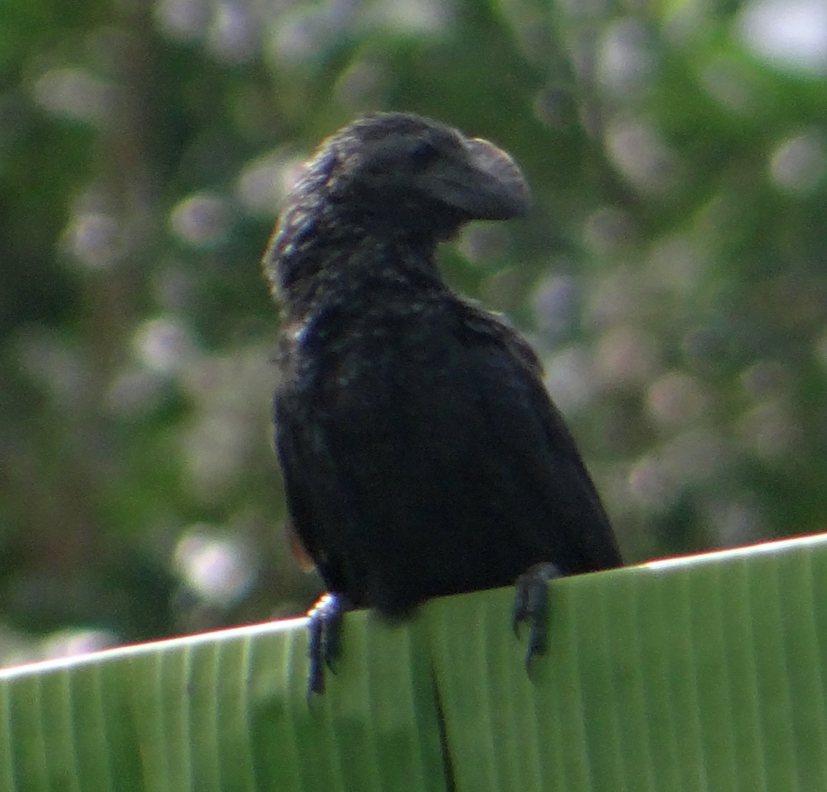 Smooth-billed Ani - ML61923431