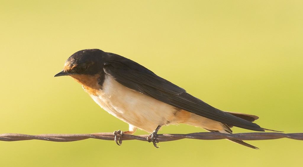 Barn Swallow (American) - manuel grosselet