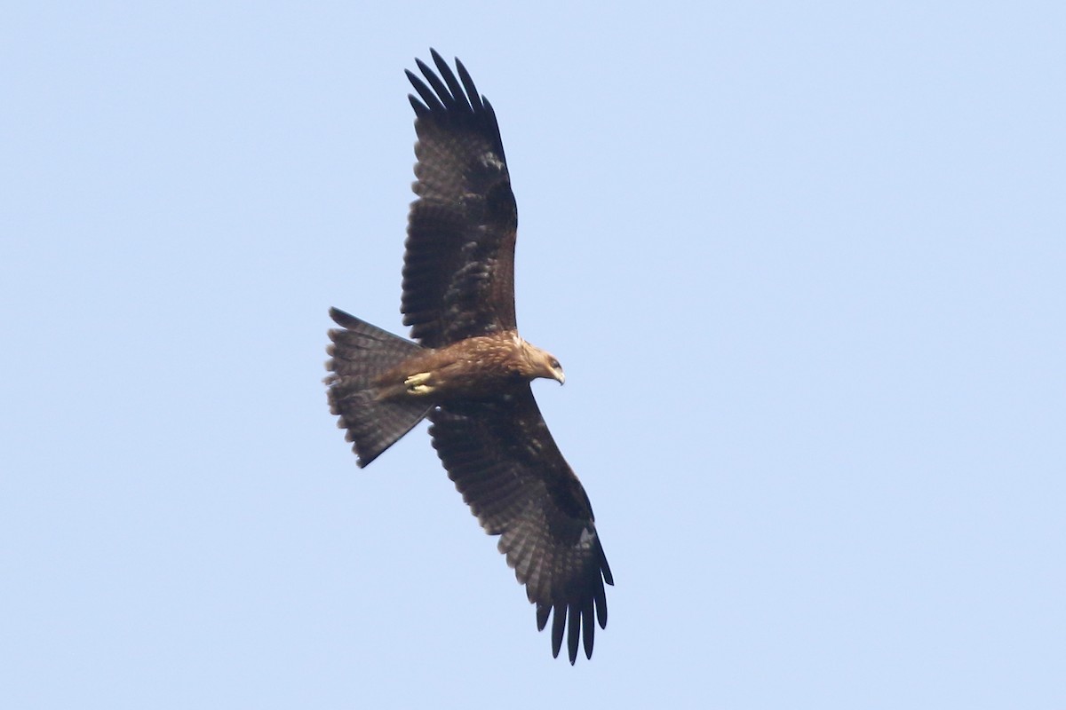 Brahminy Kite - Christopher Escott