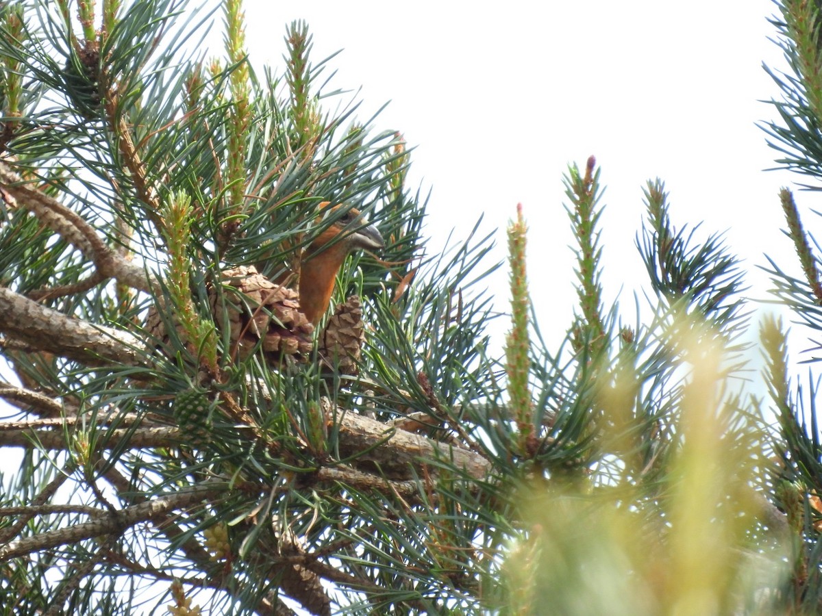 Red Crossbill - Simon Ashley