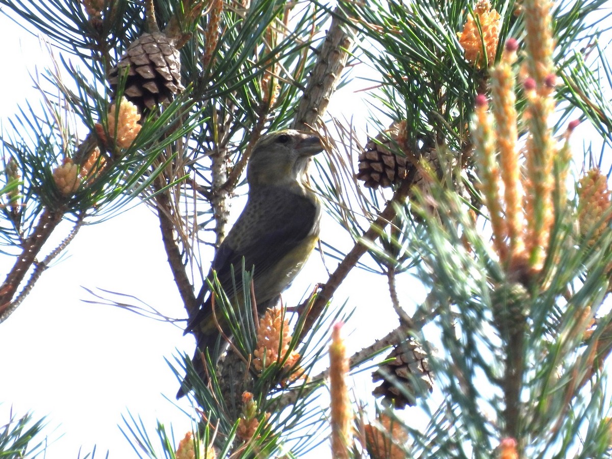 Red Crossbill - Simon Ashley