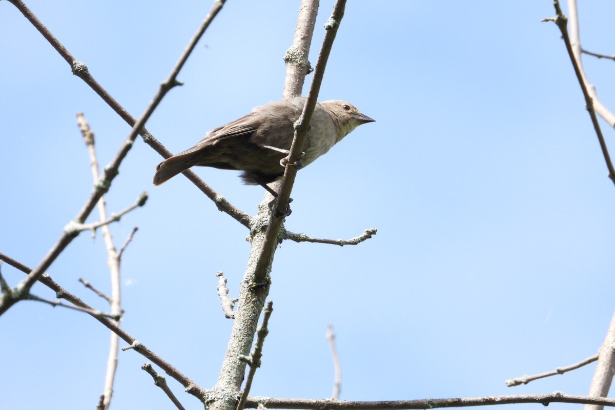 Brown-headed Cowbird - Marc antoine Lafrance