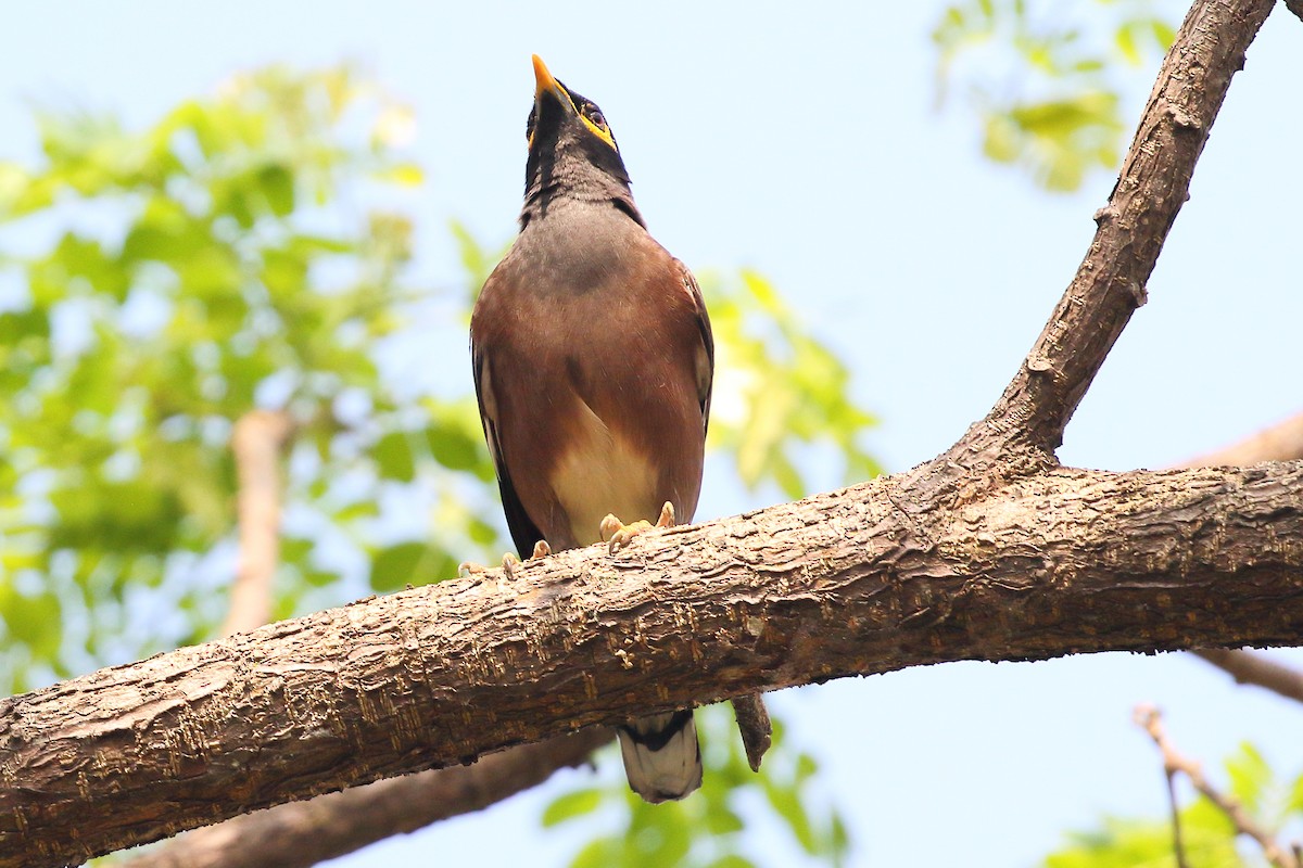 Common Myna - Christopher Escott