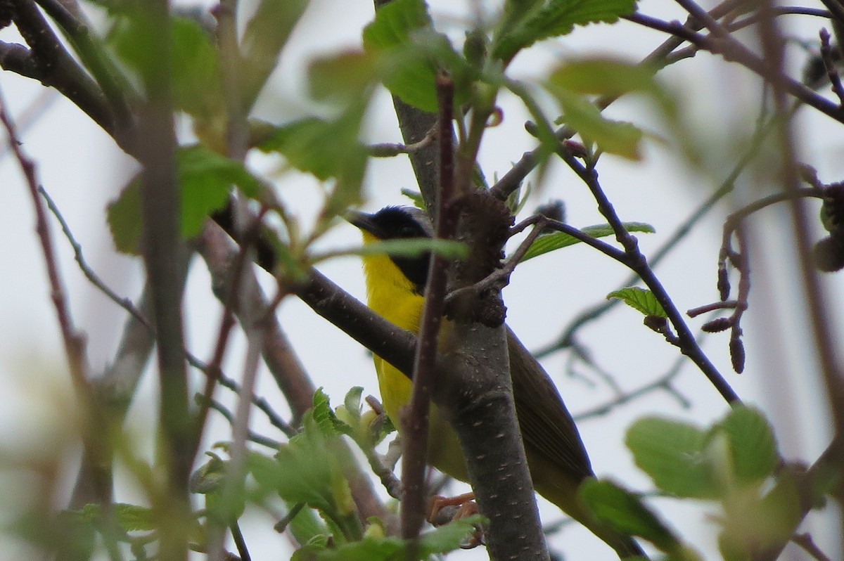 Common Yellowthroat - Marie-France Godart