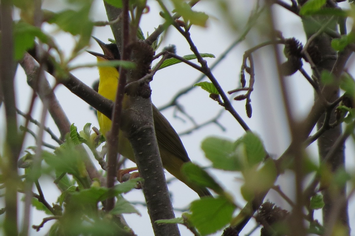 Common Yellowthroat - ML619234357