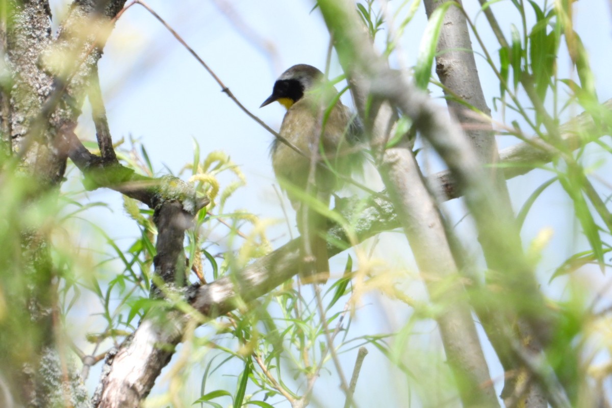 Common Yellowthroat - ML619234361