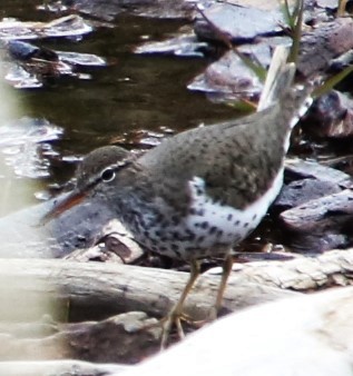 Spotted Sandpiper - Marie Cecile Lee