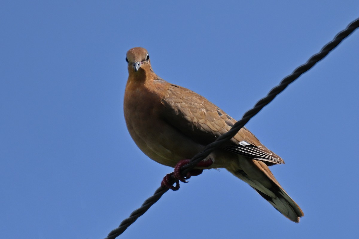 Zenaida Dove - James Cosgrove