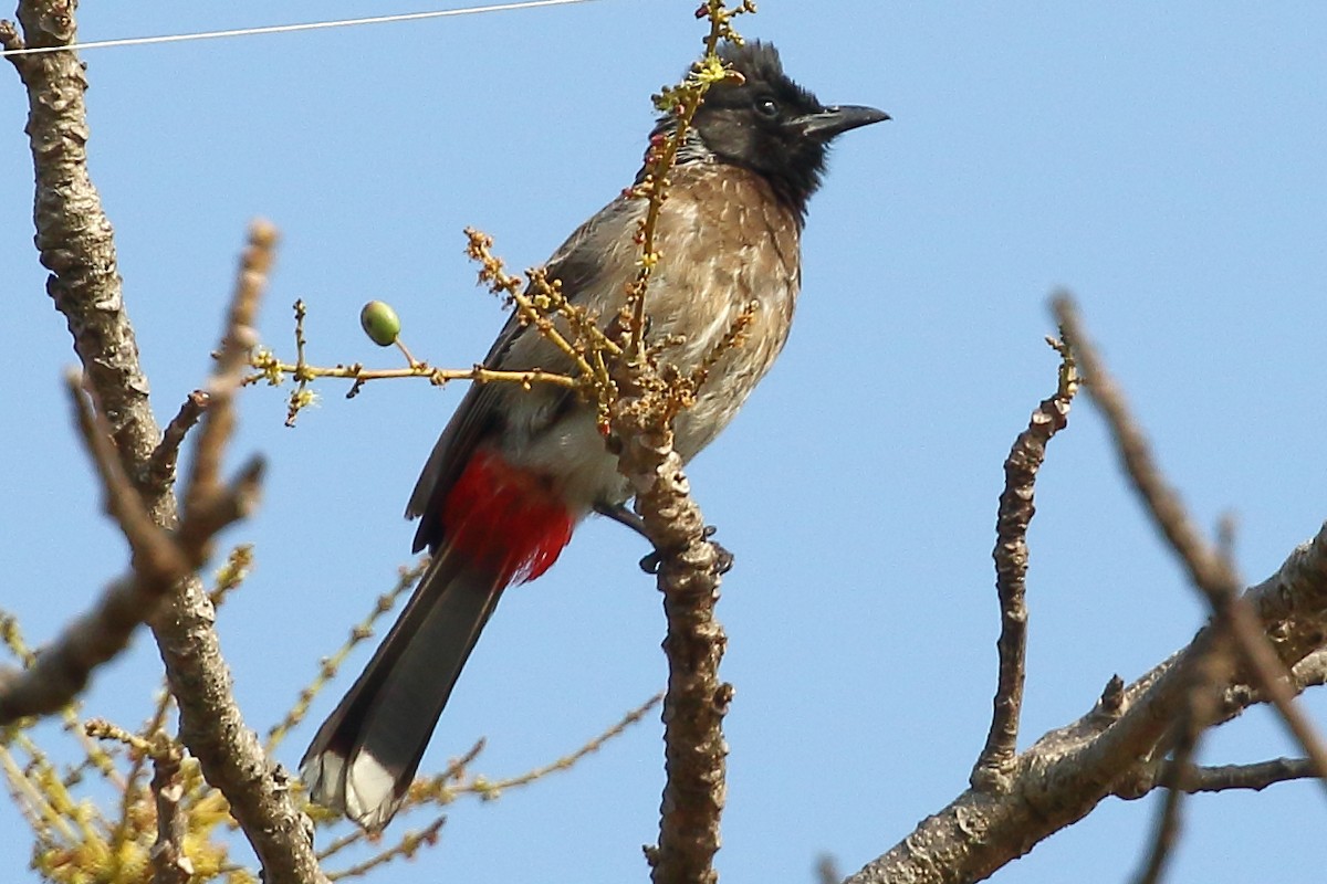 Red-vented Bulbul - Christopher Escott