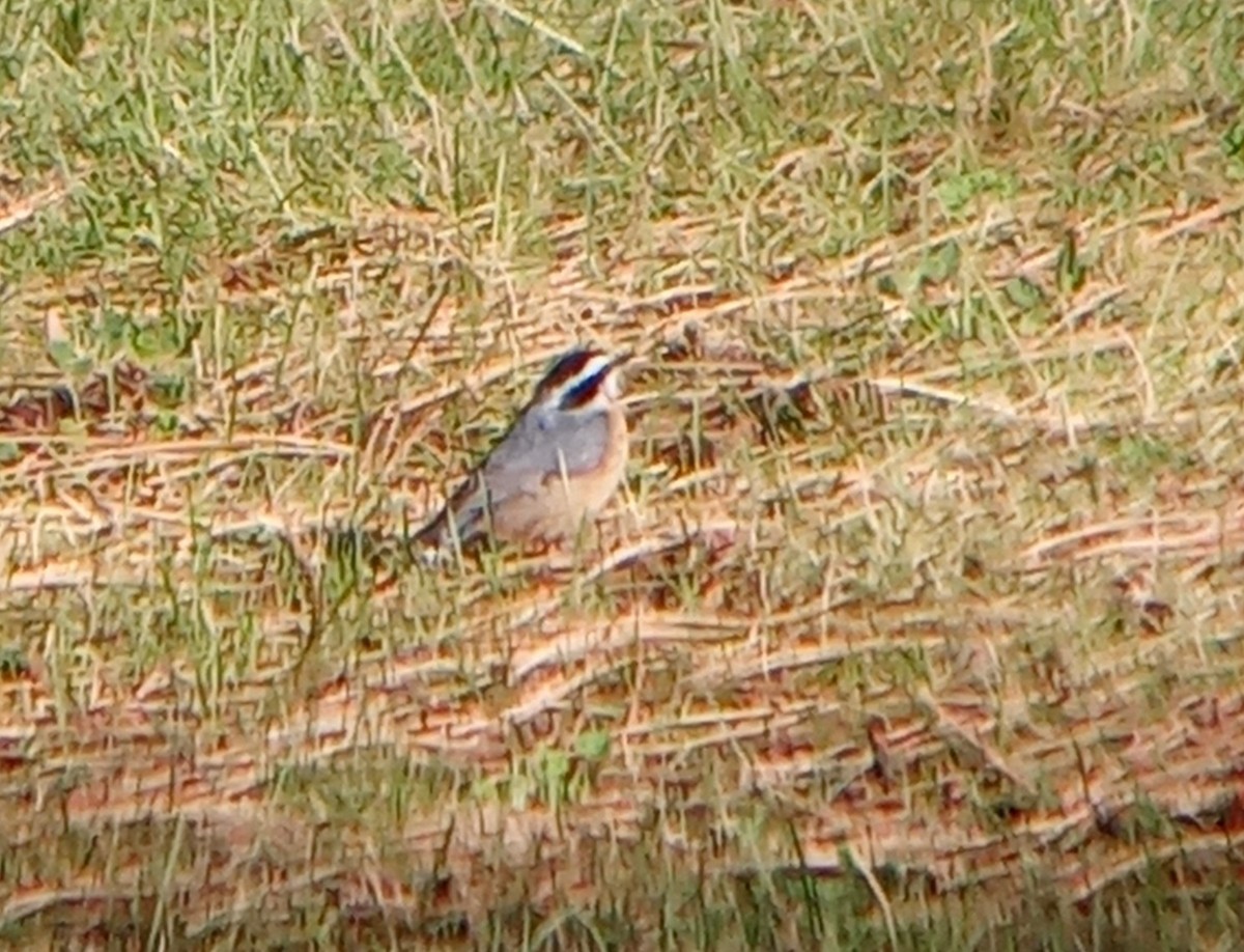 Red-breasted Nuthatch - Kerah Braham