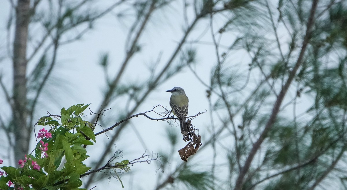 Couch's Kingbird - Laura Voight