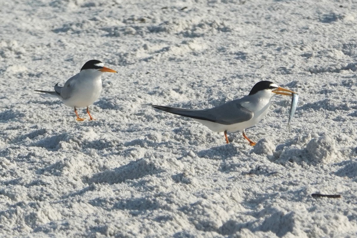 Least Tern - ML619234395