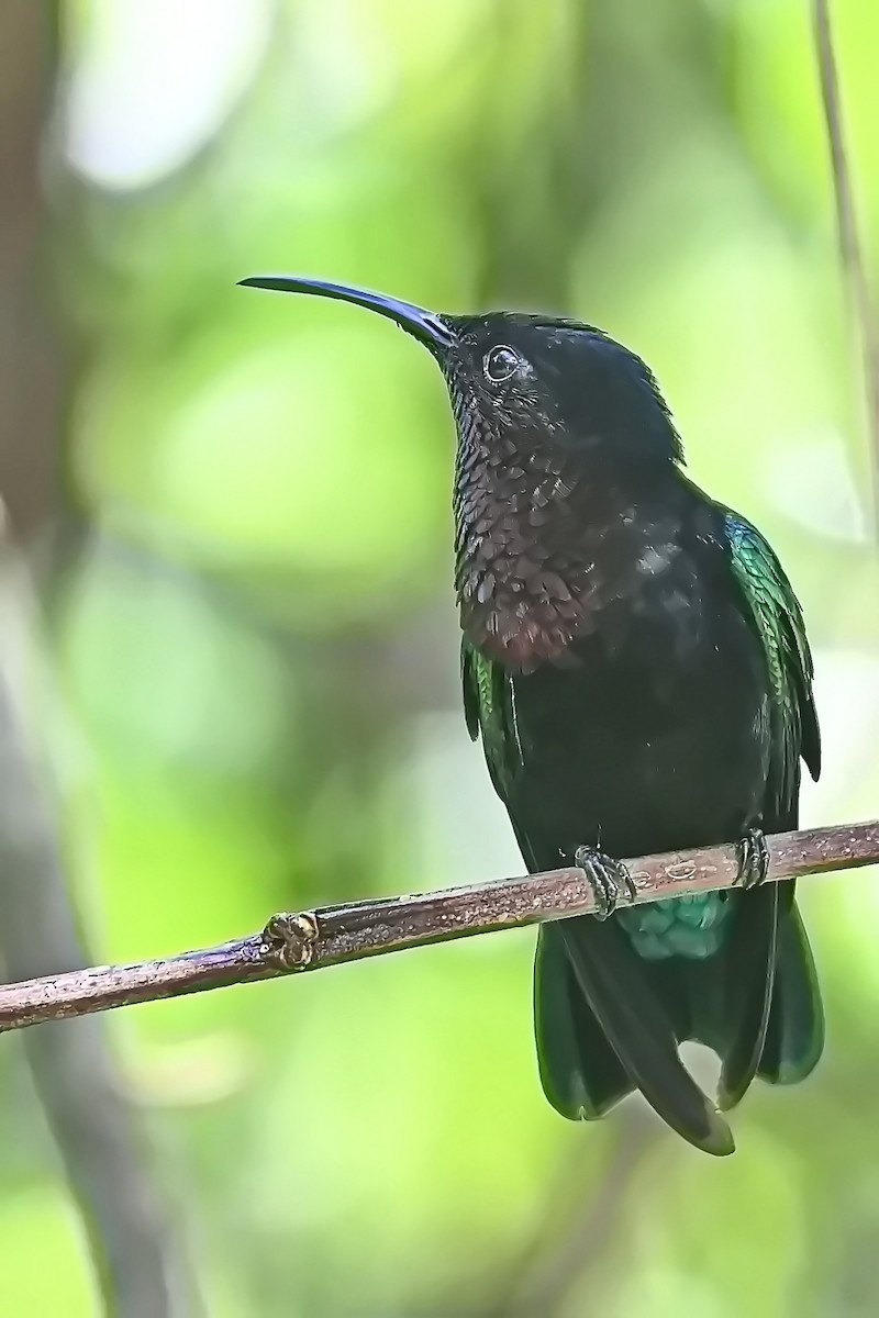 Purple-throated Carib - James Cosgrove