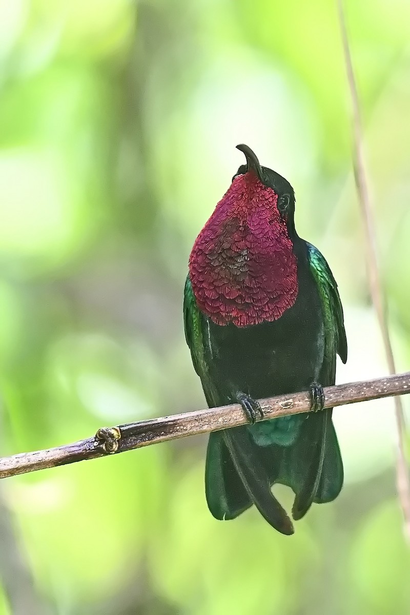 Purple-throated Carib - James Cosgrove