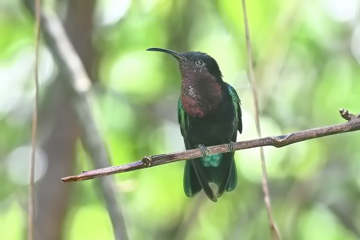 Purple-throated Carib - James Cosgrove