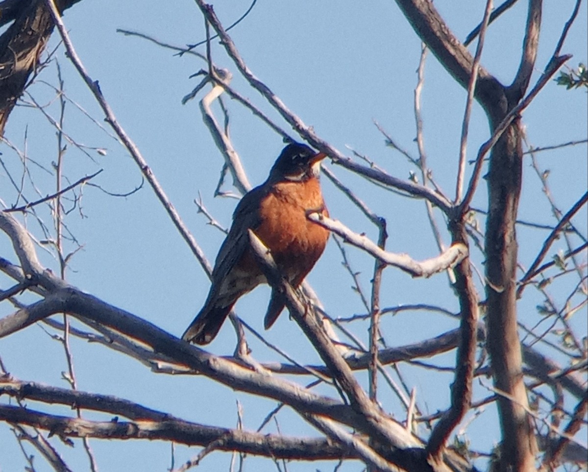 American Robin - Kerah Braham