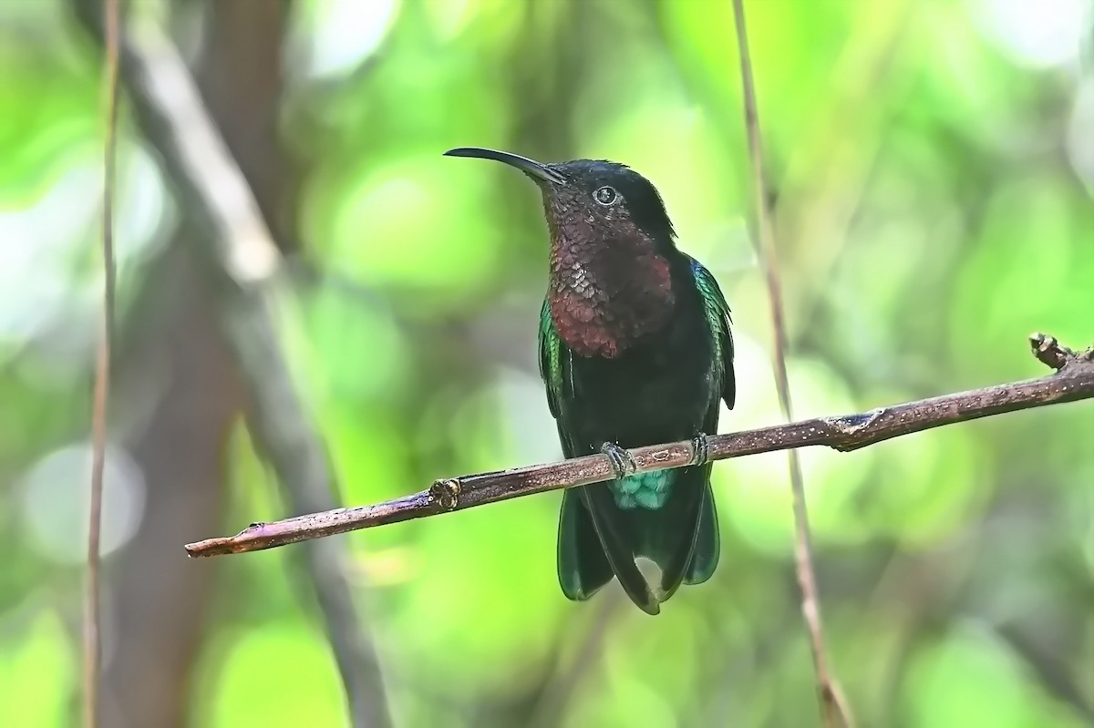 Purple-throated Carib - James Cosgrove