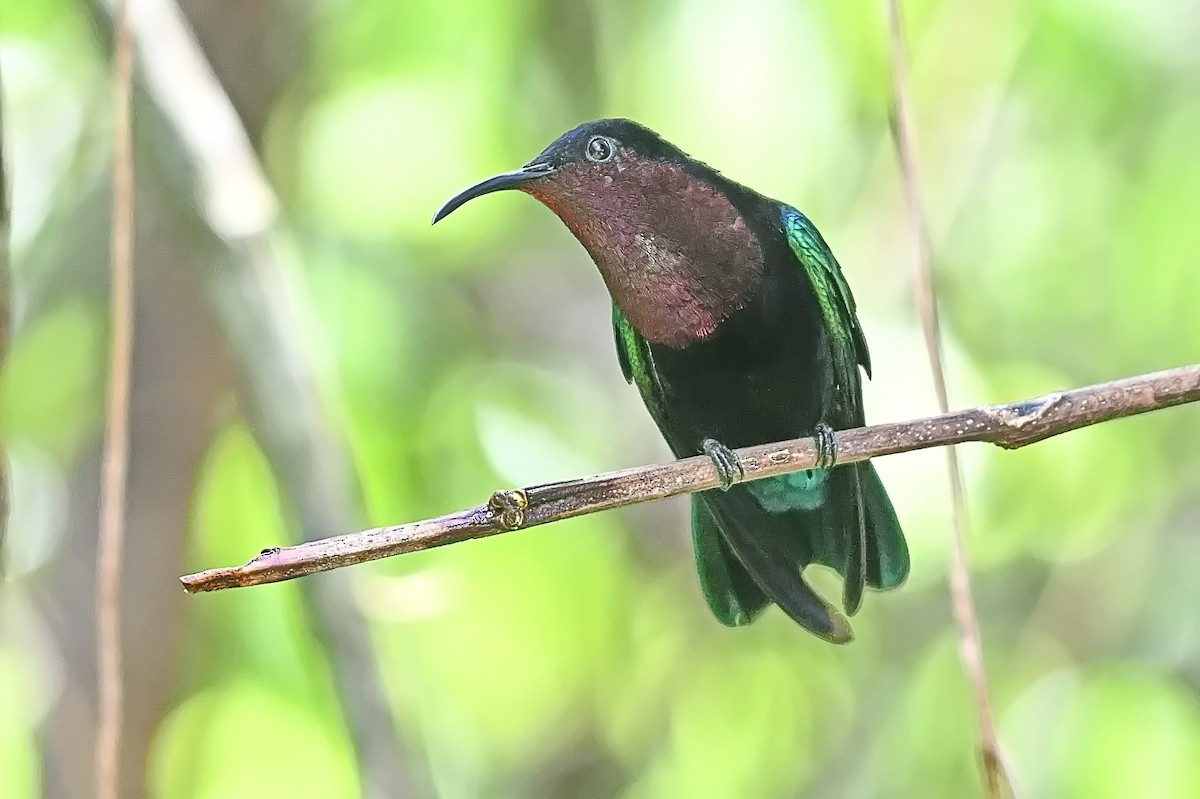 Purple-throated Carib - James Cosgrove