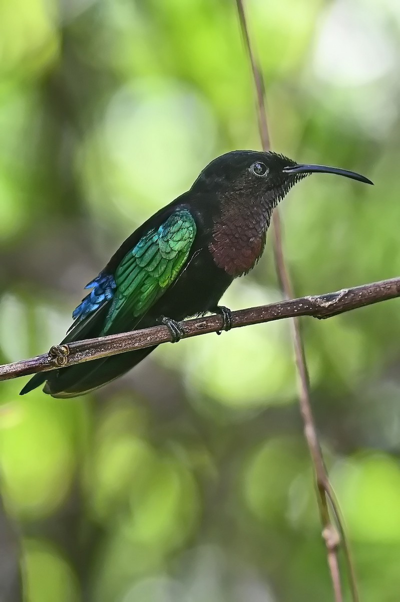 Purple-throated Carib - ML619234425