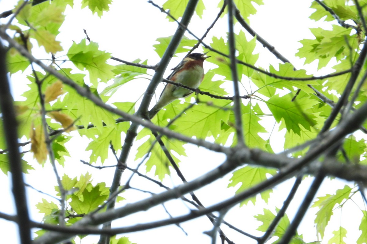 Bay-breasted Warbler - Marc antoine Lafrance