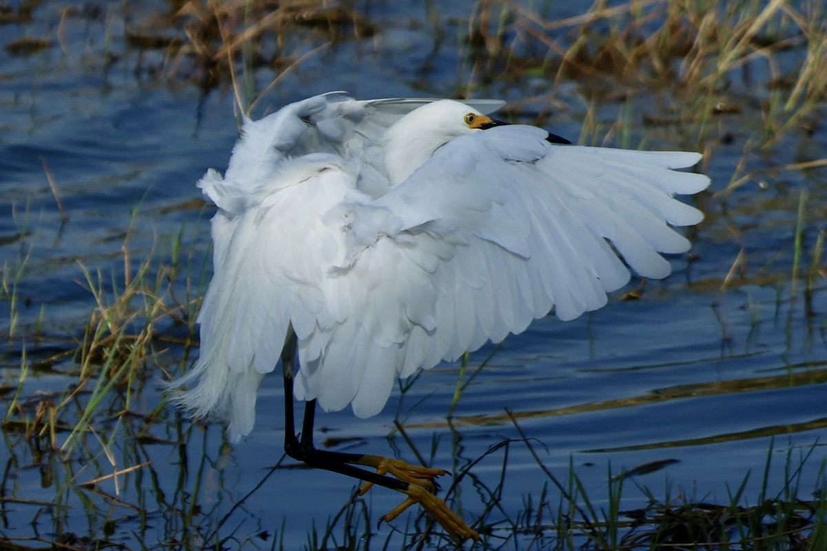 Snowy Egret - Audrey Appleberry