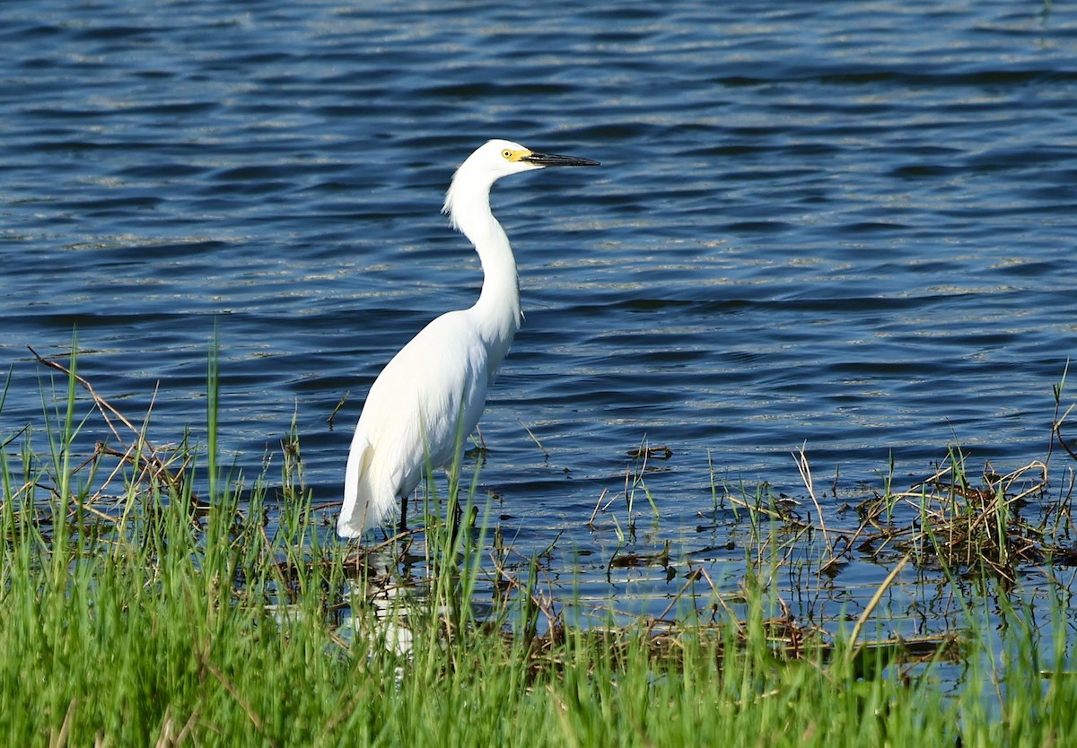 Snowy Egret - Audrey Appleberry