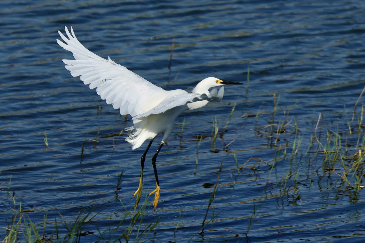 Snowy Egret - Audrey Appleberry