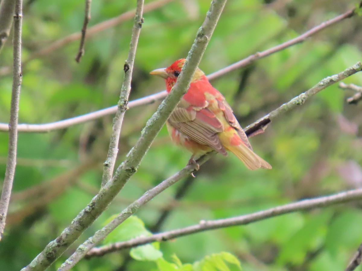 Summer Tanager - Carl Huffman