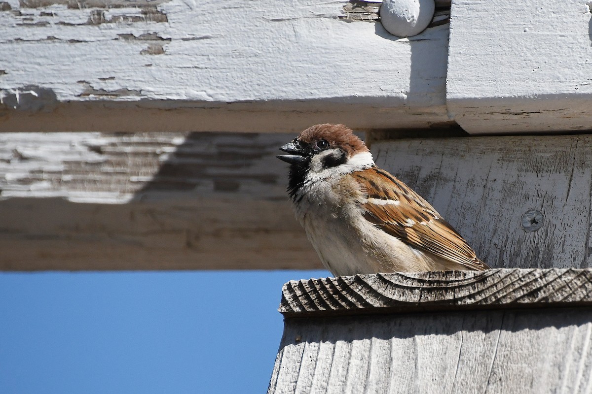 Eurasian Tree Sparrow - Jeremy Daum